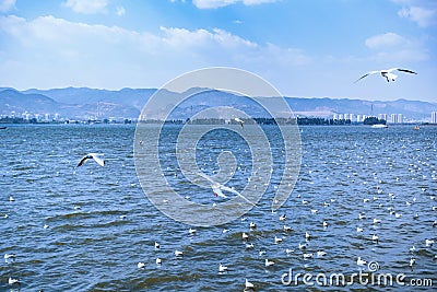 Flocks of red-billed gulls flying at Dianchi Lake, China Stock Photo