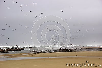 Flocks of seagulls flying along the coastal sand beach Stock Photo