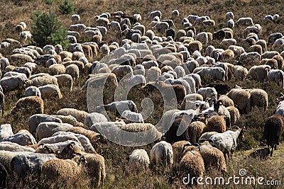 A flok of the Drenthe Heath Sheep, grazing Stock Photo