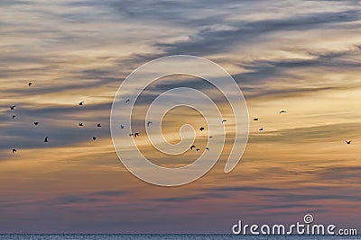 Flok on sunset landscape Stock Photo