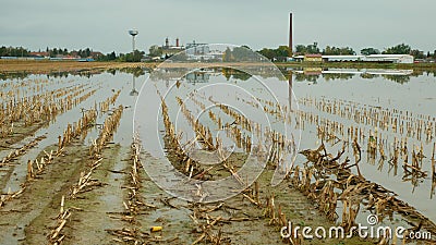 Flood corn mold blight maize yellow ears plants field harvested damaged flooded water mud plantation damage catastrophe Stock Photo