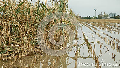 Flood corn mold blight maize yellow ears plants field damaged flooded water mud plantation damage catastrophe crops Stock Photo