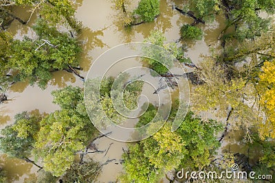 Flood in forest with green and yellow treetops from drone Stock Photo