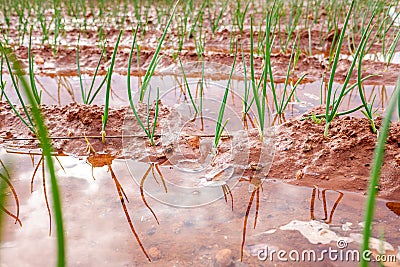 Flood irrigation of a vegetable plantation wasting water Stock Photo