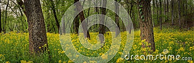 Flood of Yellow Ragwort Flowers in Forest Stock Photo