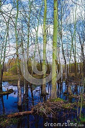 Flooded aspen trunks in a swamp. Tree branches in the reflection of flooded meadows Stock Photo