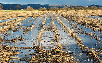 Flooded corn field Stock Photo