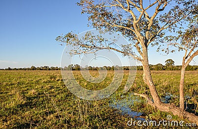 Flooded farm, Mato Grosso do Sul (Brazil) Stock Photo