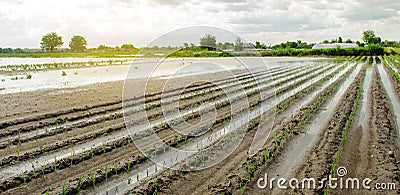 Flooded field as a result of a natural disaster. Heavy rainfall and flooding. Damage to agriculture. Lost harvest. Farmland and Stock Photo