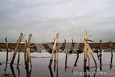 Flooded field on dreary day Stock Photo