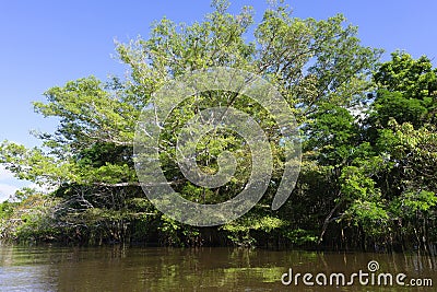 Flooded forest, Amazonas state, Brazil Stock Photo