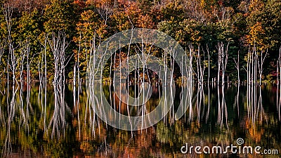 Flooded forest in Long Pond Ironworks State Park, NJ Stock Photo