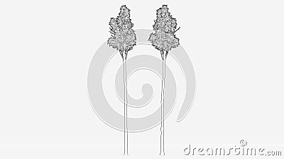 flooded gum tree sketch on white background hand drawn Stock Photo