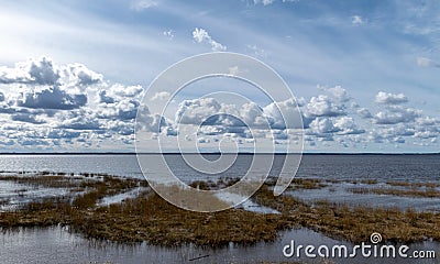 Flooded lake shore, overgrown with last year`s reeds and bushes, bird migration, beautiful cumulus clouds Stock Photo