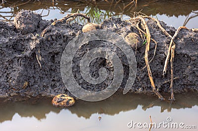 Flooded potatofield Stock Photo