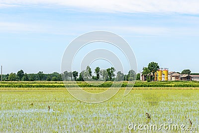 Flooded rice fields, Lomellina (Italy) Stock Photo