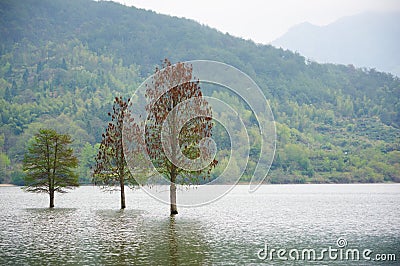 Flooded three lonely trees landscape at springtime. smooth water. Stock Photo