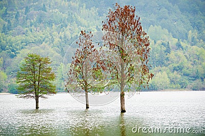 Flooded three lonely trees landscape at springtime. smooth water. Stock Photo