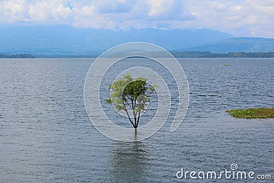 Flooded Tree Stock Photo