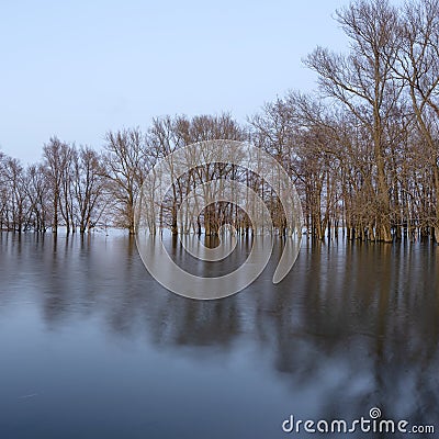 Flooded trees in flood plains of river Waal in the netherlands Stock Photo