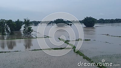 Flooding is an overflowing of water onto land due to rains also tree plant loose in madhubani india Stock Photo