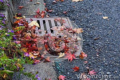 Flooding threat, fall leaves clogging a storm drain on a wet day, street and curb Stock Photo