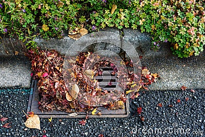 Flooding threat, fall leaves clogging a storm drain on a wet day, street and curb Stock Photo