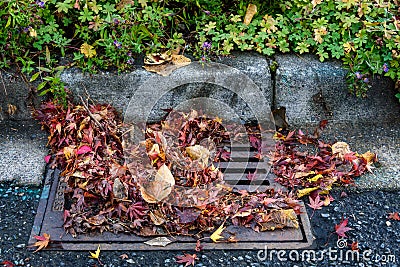 Flooding threat, fall leaves clogging a storm drain on a wet day, street and curb Stock Photo