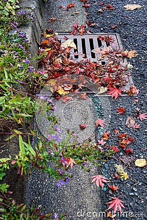 Flooding threat, fall leaves clogging a storm drain on a wet day, street and curb Stock Photo
