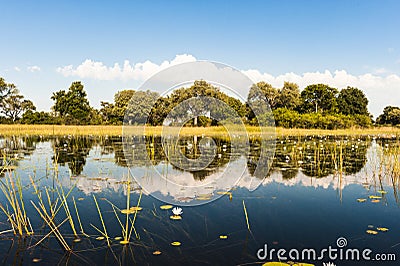 Flooded Okavango Delta. Beautiful flooded landscape with water lilies. Blue sky, white clouds reflecting in water like mirror. Stock Photo