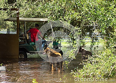 Dogs observing a worker rescuing hens from a flooded chicken coop in ocala Editorial Stock Photo