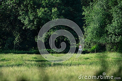 A floodplain meadow and a forest with with a trafic sign. Stock Photo