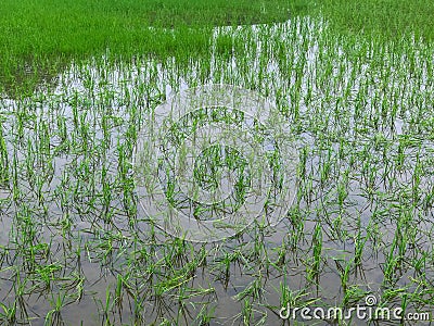 Floods inundated rice fields Damage Stock Photo