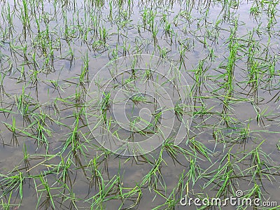 Floods inundated rice fields Damage Stock Photo