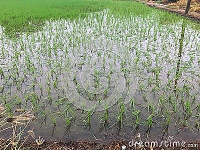 Floods inundated rice fields Damage Stock Photo