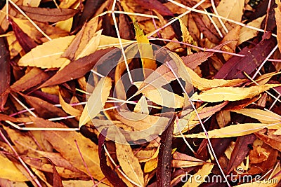 Floor of colored fallen leaves Stock Photo