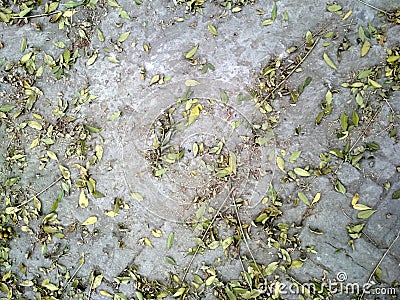 Floor covered by the concrete bricks with sm all dried leaf in the joint of bricks Stock Photo