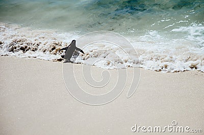 Flopping Penguin Stock Photo