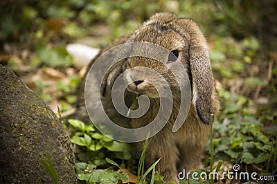 Floppy bunny Stock Photo