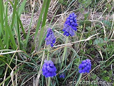 Flor compo jardim Stock Photo