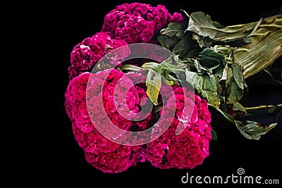 Flor de Terciopelo o Celosia, Mexican Flowers for offerings ofrendas in diÂ­a de muertos Day of the Dead Mexican tradition Stock Photo