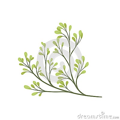 Flora concept. Tree branch with green foliage. Vector Illustration