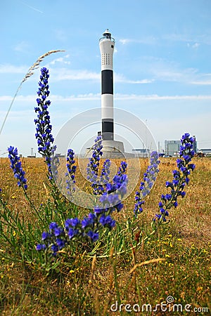 Flora in front of the Dungeness Lighthouse. Stock Photo