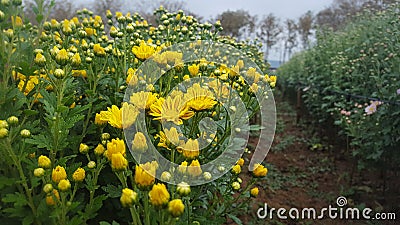 Flora garden. Stock Photo