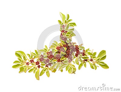 Flora of Gran Canaria - Aizoon canariense Stock Photo