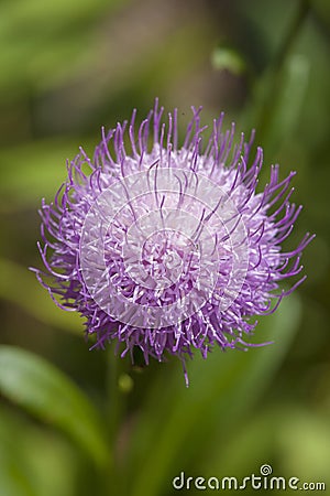 Flora of Gran Canaria - Cheirolophus arbutifolius Stock Photo