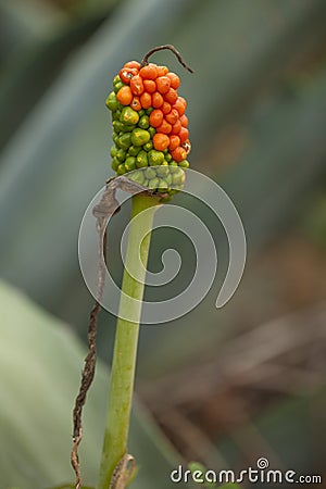 Flora of Gran Canaria - Dracunculus canariensis Stock Photo