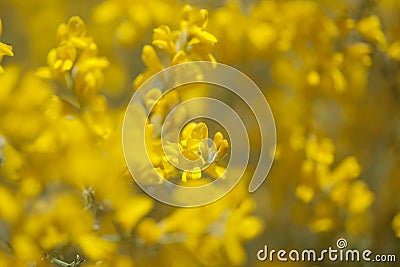Flora of Gran Canaria - flowers of Genista microphylla Stock Photo