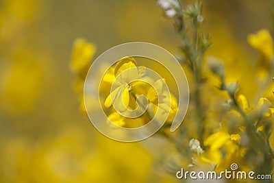 Flora of Gran Canaria - flowers of Genista microphylla Stock Photo