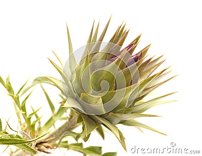 Flora of Gran Canaria - globe artichoke Stock Photo